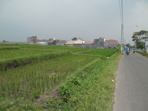Menghadapi puncak musim hujan, banyak para petani sayur di Kota Batu yang beralih menanam padi.