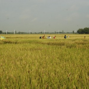 Pemerintah Kabupaten Kediri mentargetkan Kabupaten Kediri bisa menjadi lumbung padi sebagai upaya mendukung ketahanan pangan secara nasional.