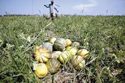 Salah seorang petani Bojonegoro sedang memanen buah blewah di sawahnya