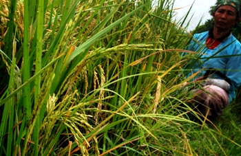 Petani di Desa Warungdowo Kecamatan Pohjentrek Kabupaten Pasuruan, kemarin. Dinas Pertanian Kabupaten Pasuruan meminta kepada petani padi pada musim tanam ini menahan dan menggantinya dengan tanaman palawija. [Bhirawa/Hilmi Husain]