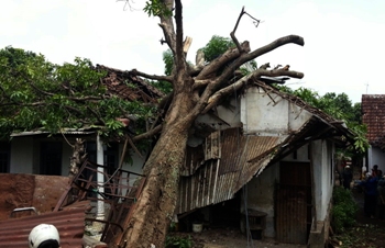 Pohon besar tertimpa rumah warga di dua kecamatan yakni Kraton dan Kejayan, Kabupaten Pasuruan, Sabtu (26/12) sore. Akibat kejadian itu tiga bangunan rusak. [hilmi husain/bhirawa] 