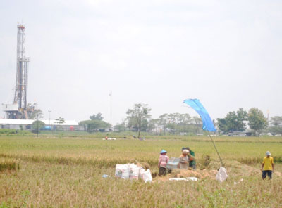 sejumlah pekerja buruh tani sedang memanen padinya diwilayah Bojonegoro. 