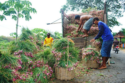 Tumpukan bawang merah dan sejumlah pekerja sedang mengusung hasil panen diatas kendaraan di wilayah kecamatan kedungadem Bojonegoro.