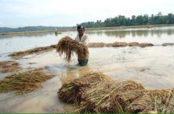 Kondisi tanaman padi di wilayah Kota Mojokerto yang rusak diterjang banjir. [kariyadi/bhirawa]