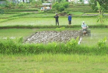 Pasca curah hujan mengguyur wilayah Pamekasan. Sejumlah petani mulai menanm bibit Padi dan membajak lahan sawah dengan hand traktor.  [syamsudin/bhirawa] 