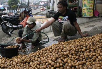 Warga Suku Tengger di Gunung Bromo saat membersihkan kentang pasca panen di wilayah Tosari Kabupaten Pasuruan, Rabu (20/1). [hilmi husain/bhirawa]