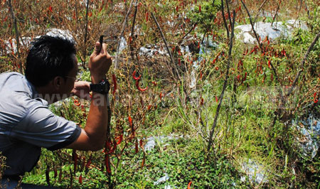  Warga sedang melihatkan tanaman cabai yang diserang embun upas di wilayah Bojonegoro. [Achmad basir]