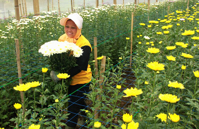 Petani bunga Krisan di Tutur Kabupaten Pasuruan saat memanen krisan di kebunnya, Kamis (4/2).