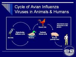 Avian Influensa
