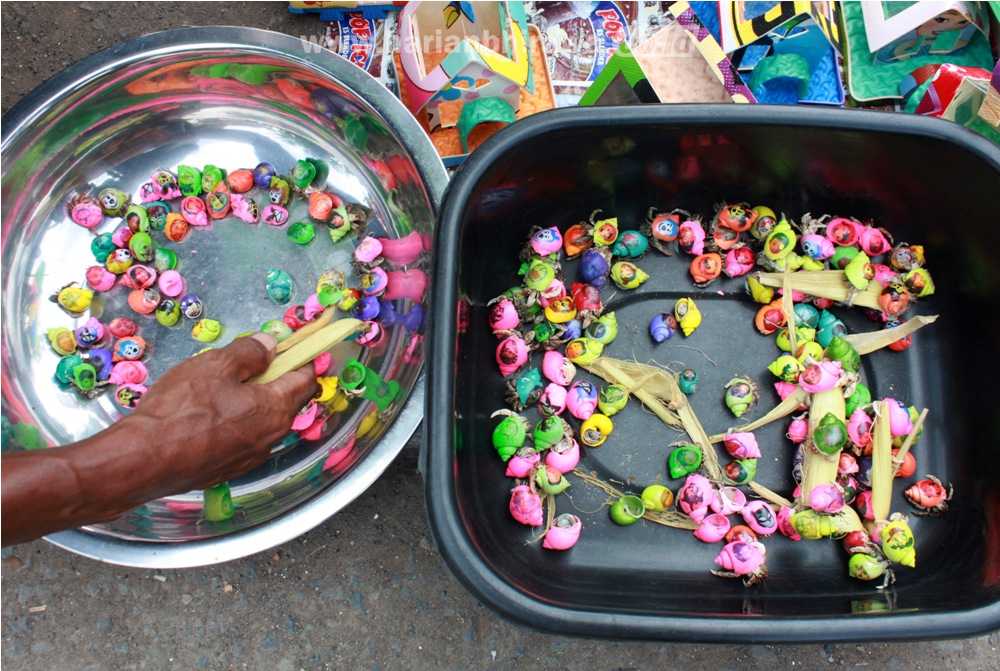 WARNA-WARNI KEONG LAUT MAINAN ANAK-ANAK Penjual keong laut saat memberikan makanan dari kulit jagung di Kelurahan Ngemplakrejo, Kecamatan Panggungrejo, Kota Pasuruan, Minggu (6/3). Keong laut yang dilukis berwarna-warni dijual seharga Rp3 ribu per keong sering dijadikan mainan oleh anak-anak atau hewan peliharaan. [hilmi husain/bhirawa]