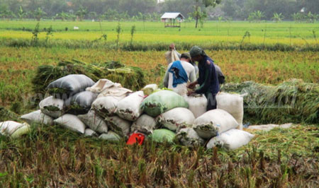 Sejumlah pekerja buruh tani sedang memanen padinya  di daerah aliran sungai bengawan solo. [Achmad Basir]
