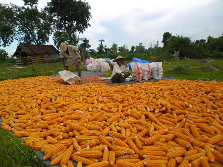 Para petani jagung di Tuban mengeluhkan harga jagung malah anjlok pada saat musim panen. [khoirul huda]