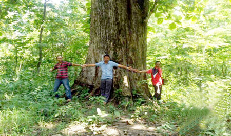 Kepala Disbudpar Bojonegoro Amir Syahid (kiri) di sebuah pohon jati di hutan lindung KPH Padangan. 