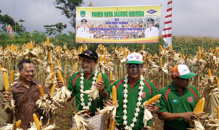 Panen raya jagung hibrida di Desa Banjarimbo, Kecamatan Lumbang, Kabupaten Pasuruan, Selasa (29/3). [hilmi husein]