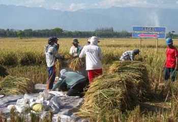 Petani Probolinggo mulai panen raya padi dengan harga anjlok.