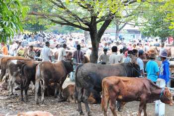 para-pedagang-saat-transaksi-jual-beli-hewan-ternak-di-pasar-hewan-kabupaten-Bojonegoro.-[achmad-basir/bhirawa].