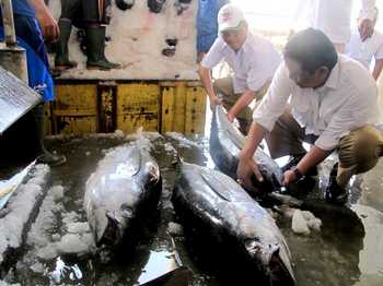 Ikan tuna hasil tangkapan nelayan Pantai Sendangbiru, saat akan dilelang di TPI  Pondok Dadap, Desa Tambakrejo, Kec Sumbermanjing Wetan, Kab Malang. (cahyono/Bhirawa)