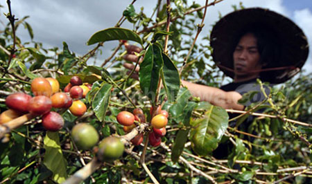 Salah satu daerah penghasil kopi di Indonesia adalah Jatim yang terkenal dengan sebutan kopi Jawa. Di Jatim, terdapat enam kawasan yang dikenal sebagai penghasil kopi sejak masa kolonial Belanda, salah satunya kawasan Ijeng-Raung-Argopuro.