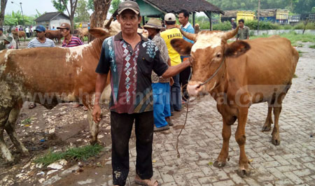Pedagang sapi di Pasar hewan Kecamatan Tikung Kabupaten Lamongan yang keluhkan harga sapi yang turun,sehingga berimbas pada harga daging di pasaran. [Alimun Hakim]