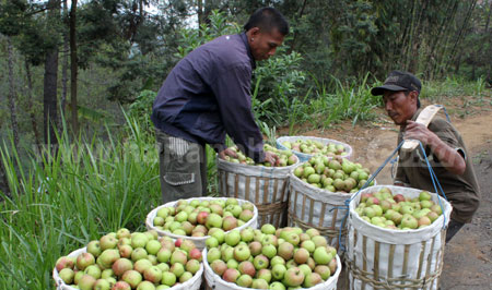 Warga Tutur, Kabupaten Pasuruan saat panen apel di Kecamatan Tutur. Bupati Pasuruan minta produk pertanian di Kabupaten Pasuruan harus dikemas untuk bersinergi bisa bersaing dengan daerah lainnya. [Hilmi Husain]