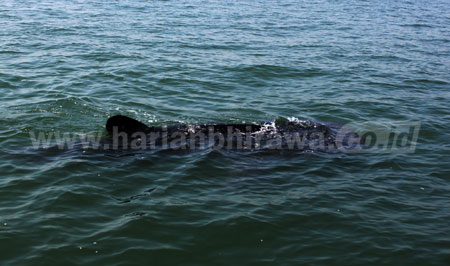 Salah satu ikan hiu tutul muncul di perairan laut Pasuruan, tepatnya di perairan dangkal di Kota Pasuruan, Selasa (12/7). [hilmi husain]