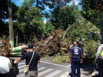 Salah satu pohon tua tumbang di depan Kantor Dinkes Kab Malang, Jalan Panji, Kec Kepanjen, kabupaten setempat, pada beberapa hari lalu