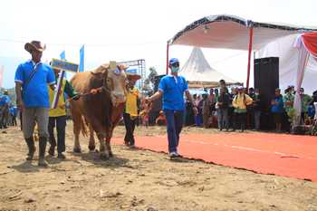 Pemkab Bondowoso akan menggelar kontes sapi untuk merangsang peternak meningkatkan produktifitas, tampak sapi yang ikut kontes tahun lalu. (Samsul Tahar/Bhirawa)