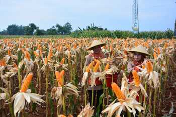 Areal pertanian jagung di Kabupaten Lamongan yang mencapai 60 ribu hektar. [suprayitno/bhirawa]
