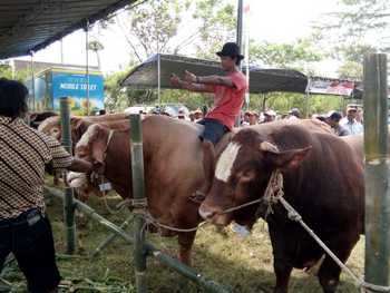 Sapi jenis limosin milik peternak asal Kec Poncokusumo, Kab Malang yang memiliki berat 800 kwintal, diikutkan kontes sapi dan kambing di Lapangan Olah Raga Suropati, Desa Wajak, Kec Wajak, Kab Malang 