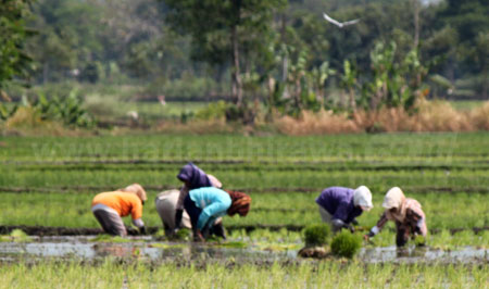 Sejumlah petani di wilayah Kabupaten Pasuruan saat menanam sawah padi, Rabu (14/9). Dinas Pertanian Kabupaten Pasuruan yakin tahun ini luas tambah tanam untuk sawah padi di wilayah Kabupaten Pasuruan capai target. [hilmi husein]