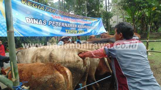 Petugas Dinas Peternakan Kabupaten Blitar saat melakukan pemeriksaan terhadap sapi Bunting di Dusun Menjangan Kalung, Desa Slorok, Kecamatan Garum Kabupaten Blitar. Pemeriksaan itu dilakukan untuk menjaga kualitas produktifitas ternak sapi.