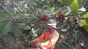 Petani kopi robusta Desa Srimulyo, Kec Dampit, Kabupaten Malang saat akan memanen kopi di lahan perkebunannya.