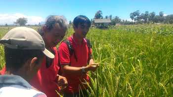 Ir. Surono Dano (tengah) saat melakukan survei bibit padi jenis MSP yang ditanam dilahan ekstrem, di Desa Lamongan, Kec. Arjasa, Situbondo, kemarin. [sawawi/bhirawa].