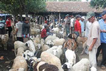 Meski tampak ramai, delapan hari jelang hari raya kurban, pasar hewan di Tuban masih lesu. (Khoirul Huda/bhirawa)