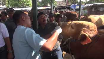 Petugas Dinas Peternakan Pemkab Nganjuk memeriksa kesehatan sapi saat sidak di Pasar hewan Kedondong, Kecamatan Bagor.(ristika/bhirawa)