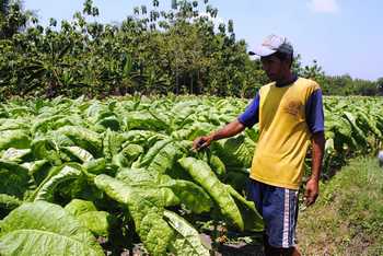 Seorang petani sedang merawat tanaman tembakau yang layu akibat cuaca tak menentu di Bojonegoro. (achmad basir/bhirawa)