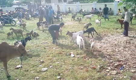 Pasar kambing dadakan di jalan Hayamwuruk kota Probolinggo.