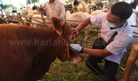 Petugas dari Dinas Pertanian Kota Surabaya memeriksa kesehatan hewan kurban di beberapa sentra penjualan hewan kurban di Surabaya untuk mendeteksi  penyakit antraks, Rabu (7/9). [trie diana] 