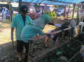 Kepala DPKH Kab Malang Sudjono saat memeriksa langsung kesehatan hewan kurban milik pedagang di pinggir Jalan Raya Desa Sekarpuro, Kec Pakis, Kab Malang