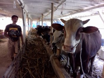 Puluhan sapi di kandang milik Abdul Manan warga Desa Kucur, Kec Dau, Kab Malang, dijual sebagai hewan kurban.