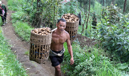 Warga Wonokitri, Kecamatan Tosari, Kabupaten Pasuruan membawa kentang usai memanen dari kebunnya, Senin (31/10). [Hilmi Husain]