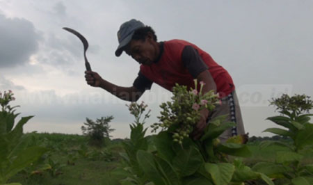 Petani tembakau di Kecamatan Lengkong terpaksa memanen tanaman tembakau miliknya karena kawatir mati karena curah hujan tinggi. [ristika]