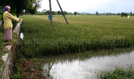 Salah satu petani padi di Dusun Wonowoso Desa Kedung Bako Kecamatan Kecamatan Rejoso Kabupaten Pasuruan menunjukkan kondisi padi yang gagal panen akibat banjir, Kamis (13/10) sore.  [hilmi husain]