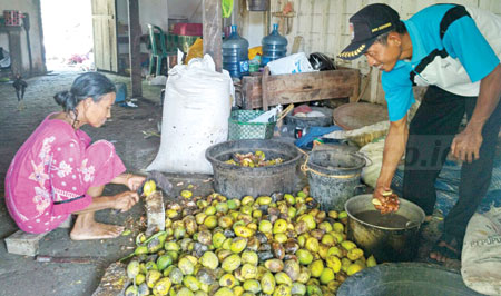 Sunanik salah satu produsen keripik di Desa Sumber Kecamatan Merakurak Tuban saat mengupas buah gayam sebelum digoreng menjadi keripik Gayam yang memiliki rasa khas tersebut. [Khoirul Huda]