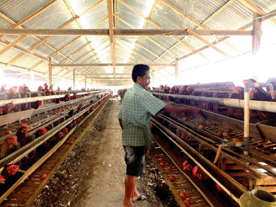 Tampak salah satu unit usaha ternak unggas di Kabupaten Blitar yang wajib memiliki Sertifikat Nomor Kontrol Veteriner (NKV).