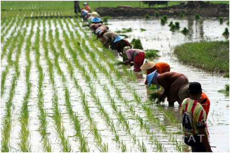 Sejumlah buruh tani menanam tanaman padi di lahan banjir Bengawan Solo di Bojonegoro. (Slamet Agus Sudarmojo)