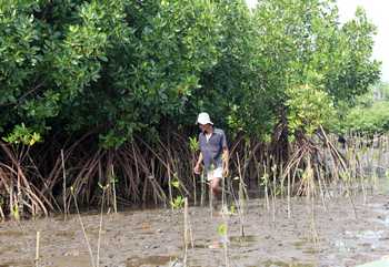 Pohon mangrove di Kraton Pasuruan, Kamis (20/10). Semua kegiatan HCML di Semare Pasuruan berdasarkan aturan pemerintah. [hilmi husain/bhirawa]
