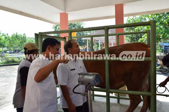 Kepala Dinas Peternakan Kabupaten Blitar, Mashudi saat melihat fasilitas timbangan hewan ternak di Pasar Hewan Terpadu yang disediakan secara gratis.