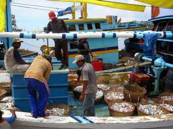 Pasokan ikan di Pelabuhan ikan kota Probolinggo melimpah.