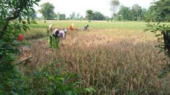 Penyakit kuning serang padi di Probolinggo sehingga petani merugi.